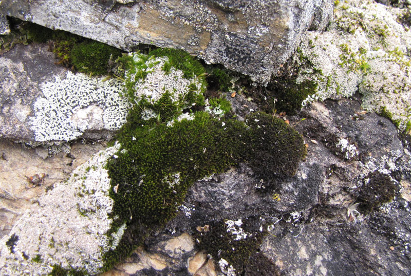 Hymenoloma crispulum